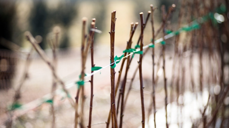 Newly planted dormant raspberry canes