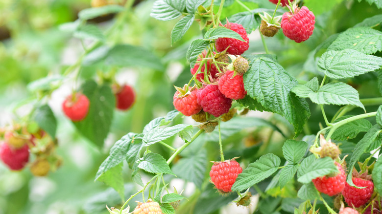 Red raspberries ripening on the plant