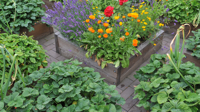 Lavender, strawberries, and other plants grow in a garden.