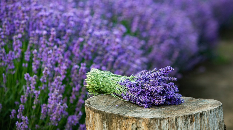 A bundle of lavender is in front of a lavender field.