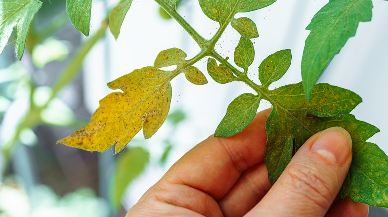 Person inspecting aphids on leaves of tomato plant
