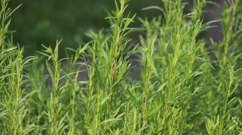 Close-up of tarragon stems and leaves