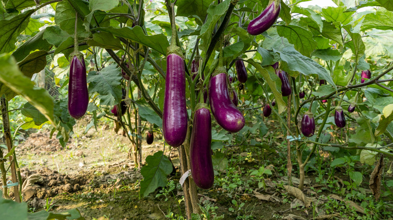 Ripe eggplants hanging on the plant in a garden