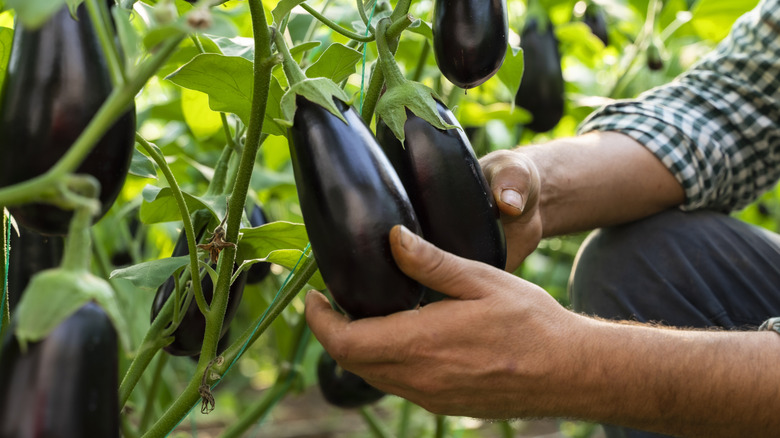 Hands holding an eggplant in a garden