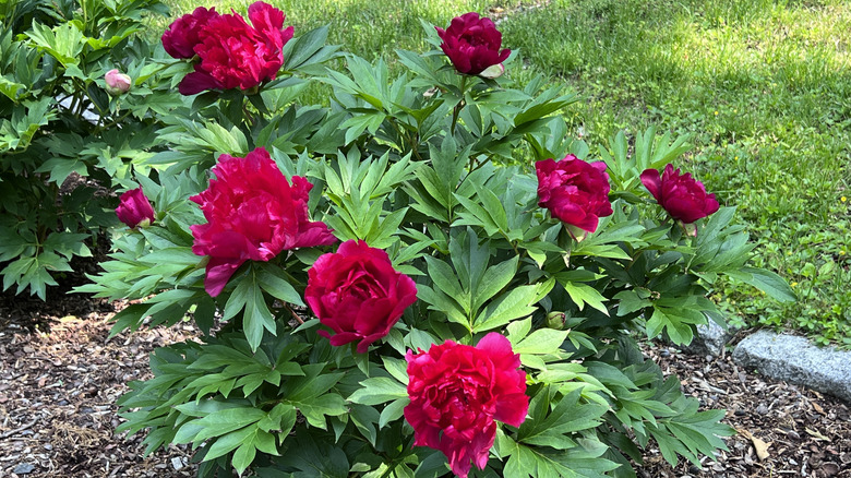 A Candy Apple Itoh peony bush in bloom with red flowers