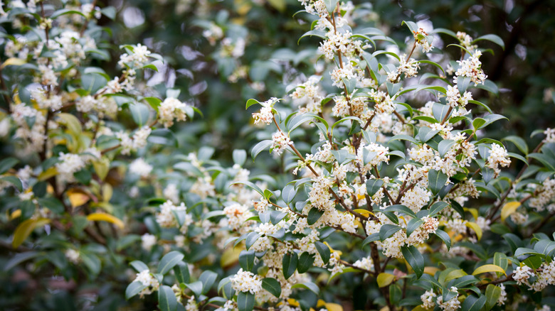 The blooming branches of a burkwood osmanthus shrub