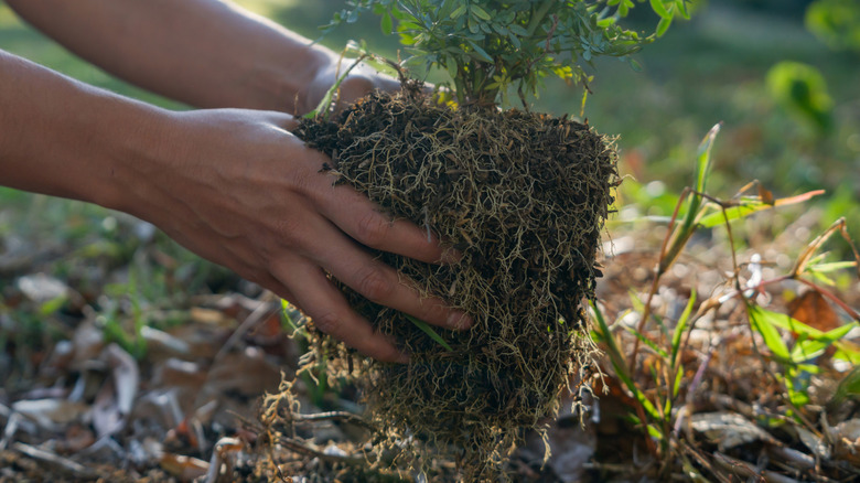 Hands holding the root ball of a shrub above a planting hole