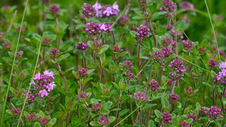A closeup of Thymus serpyllum as a drought-tolerant ground cover