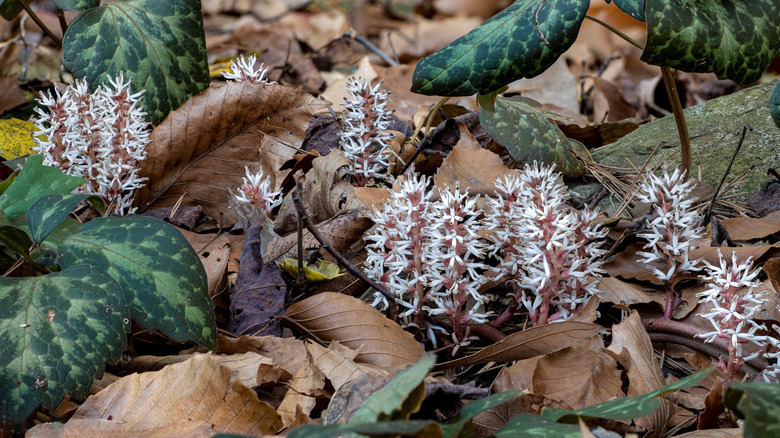 A closeup of Pachysandra procumbens showing the pretty flower spikes and large leaves