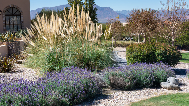 A beautifully landscaped dry climate garden with flowering shrubs and grasses
