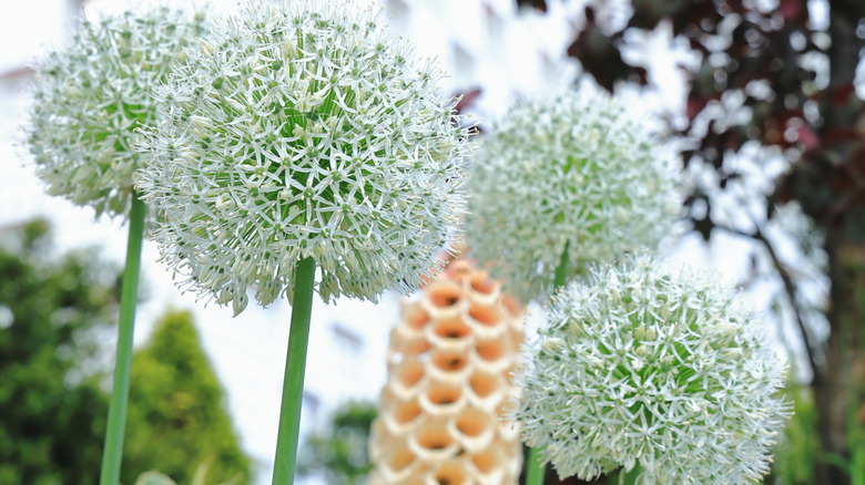 Closeup of the stunning 'White Giant' flowers