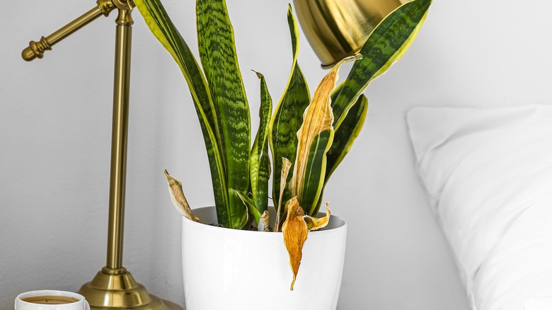 Wilting snake plant 