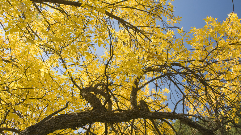 Branches and leaves of a mountain ash tree in South Dakota