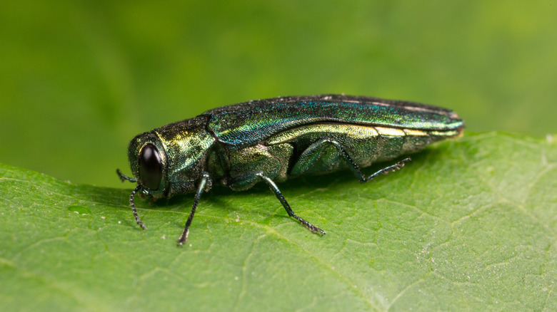Adult EAB beetle on a leaf