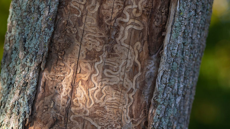 Close-up of EAB damage underneath ash tree bark