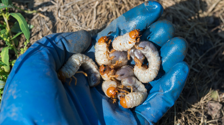 european chager grubs in palm