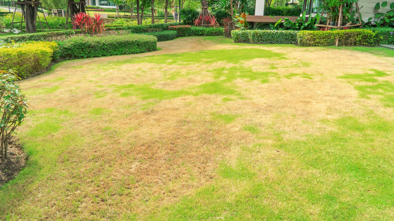 european chager damage on lawn