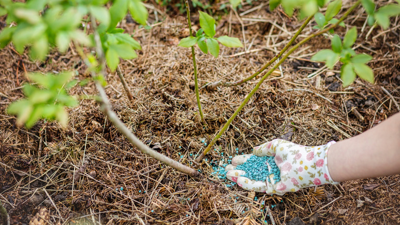 A gardener's gloved hand applying granular fertilizer to a growing bed