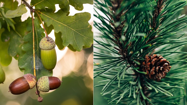 Split image showing acorns and pinecones.