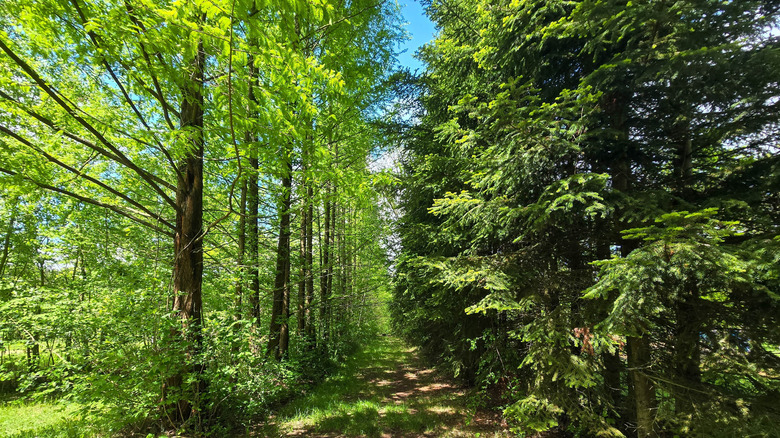 Deciduous and coniferous trees line a pathway.
