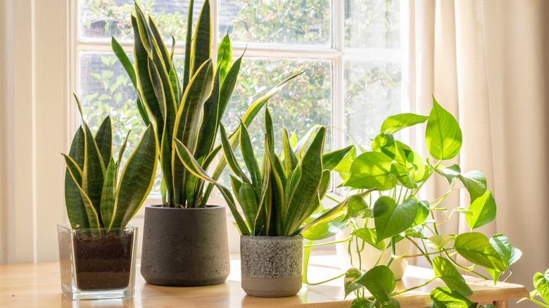 Houseplants sitting on window sill