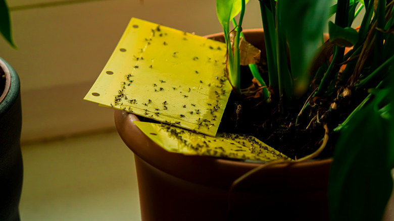 gnats caught on sticky trap