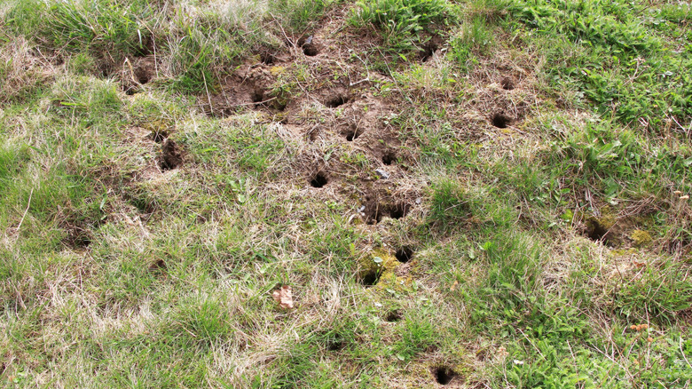 A lawn filled with critter holes.