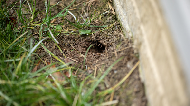 Lawn with hole near wall