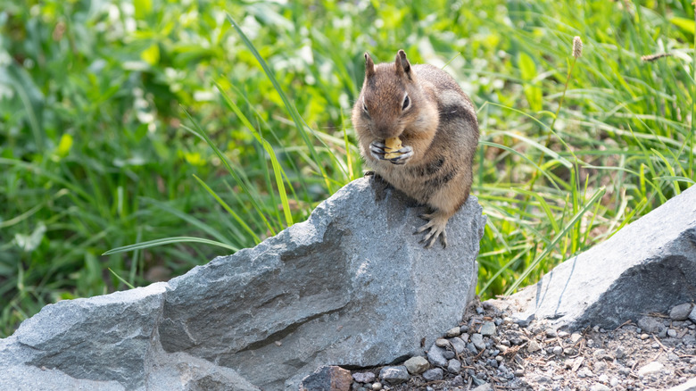 A chipmunk eating a nut near someone's lawn.