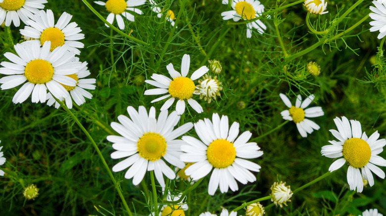 Roman chamomile