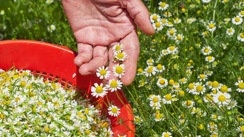 collecting German chamomile flowers