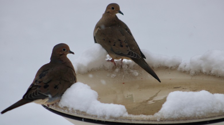 colombe in una vasca per uccelli riscaldata