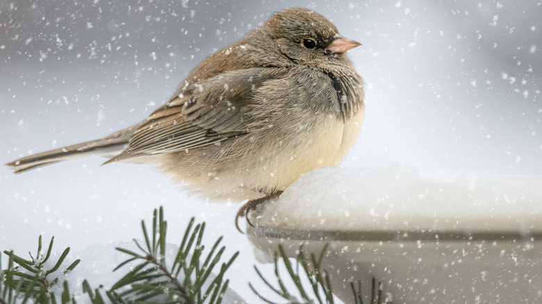 bird on snowy bird bath