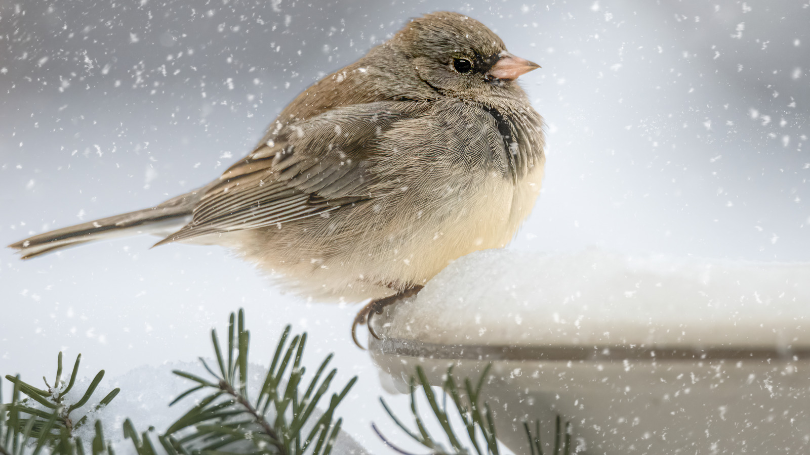 The Different Types Of Heated Bird Baths Available For Freezing Winters