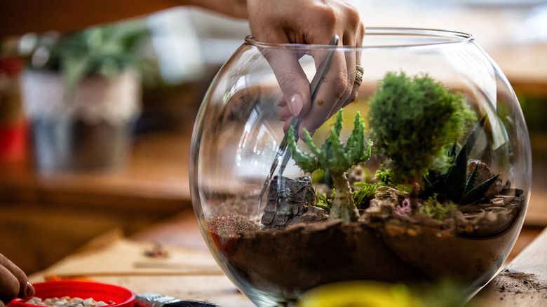 person designing their terrarium 