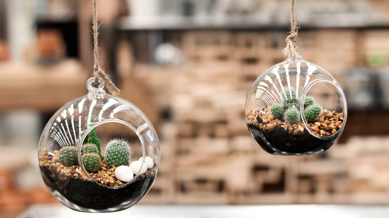cacti in hanging terrariums