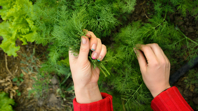 Person harvesting dill from garden 