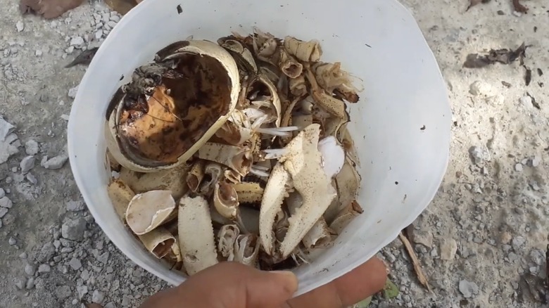 bucket of seafood shells for fertilizer