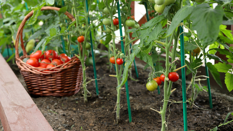 tomato plants with basket
