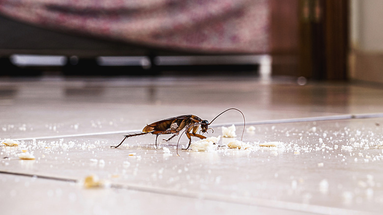 Cockroach nibbling on bread crumbs on the floor