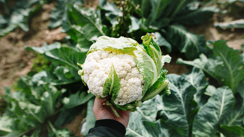 Person holding a cauliflower in a garden