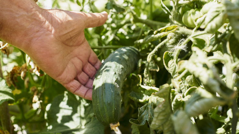 Person holding a cucumber growing on a vine