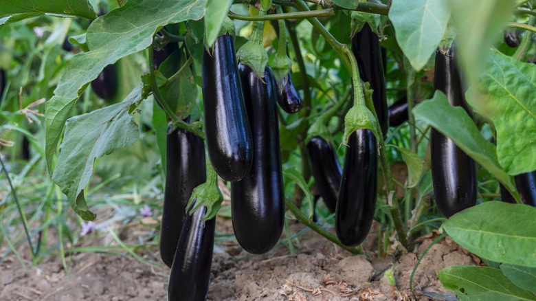Eggplants growing in the garden