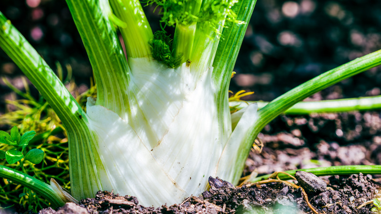 Fennel plant in the ground