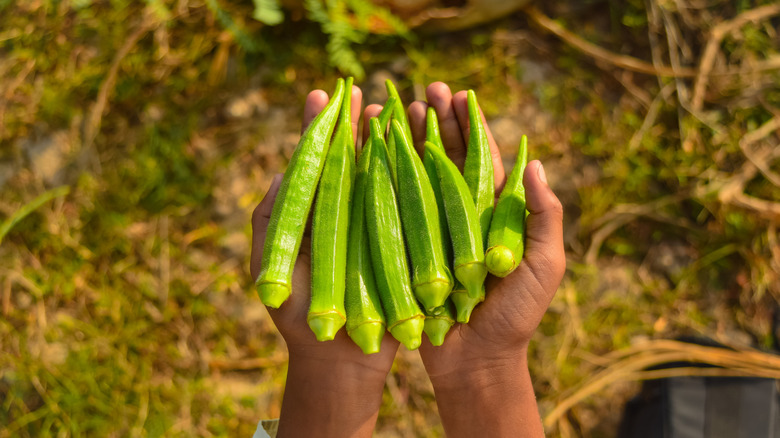 Person holding okras in a garden