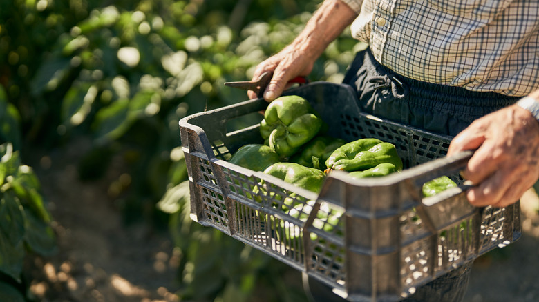 Person harvesting green peppers