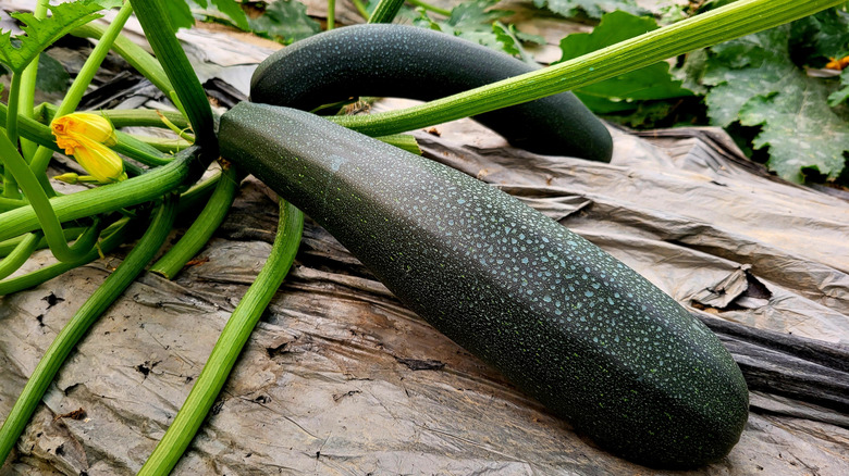 Squash plant growing in garden bed