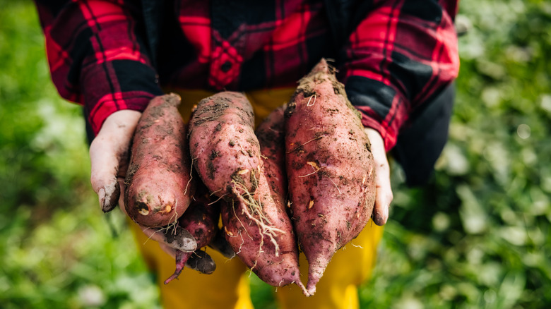 Person holding sweet potatoes