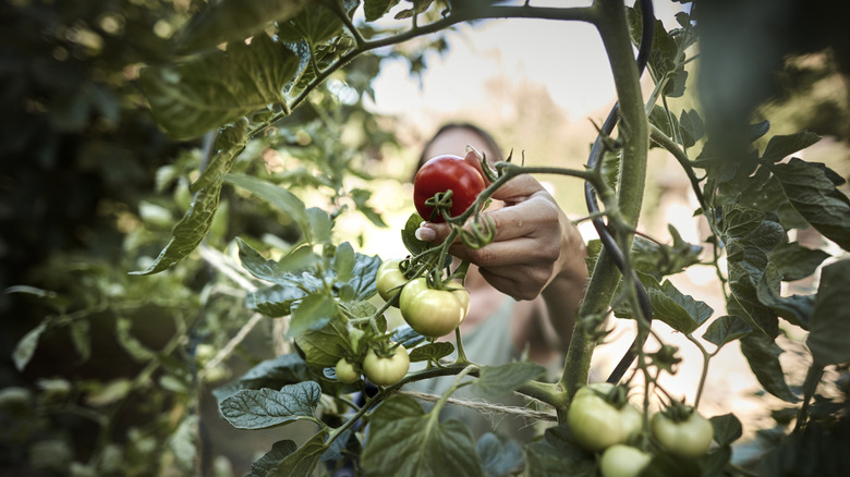 Person picking a tomato from a branch