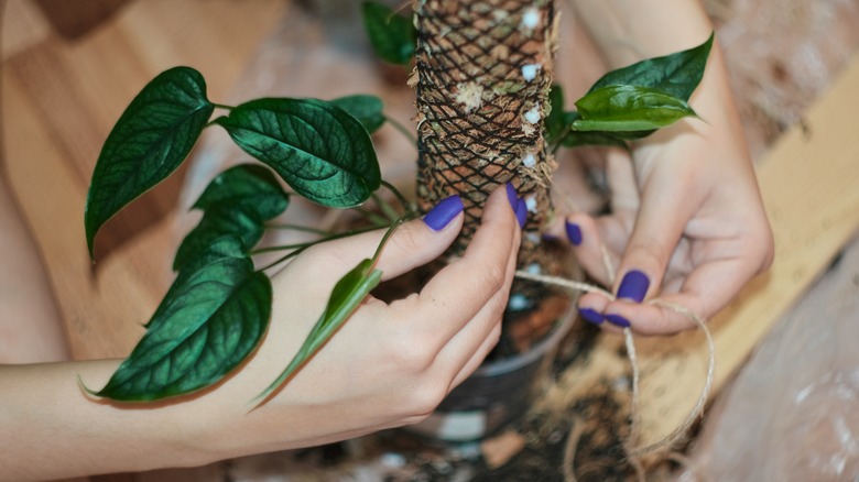 Hands tying plant to moss pole